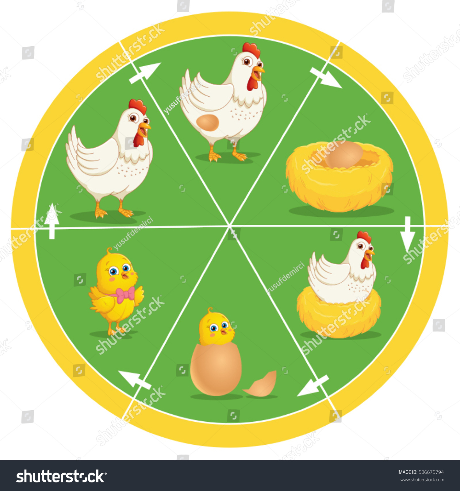 Life Cycle Chicken Vector Illustration Stock Vector Royalty Free