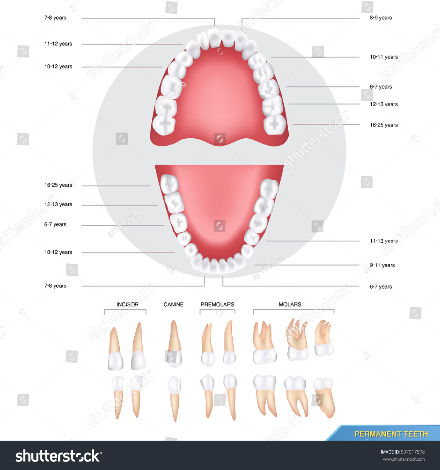 Зубы инфографика. 6 Зубы сразу постоянные?. Permanent Teeth. Tooth Chart vector.