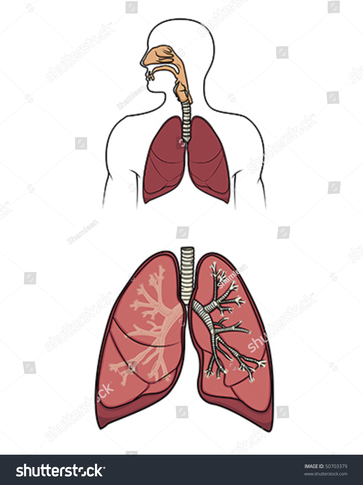 Human Respitory System Vector Stock Vector (Royalty Free) 50703379 ...