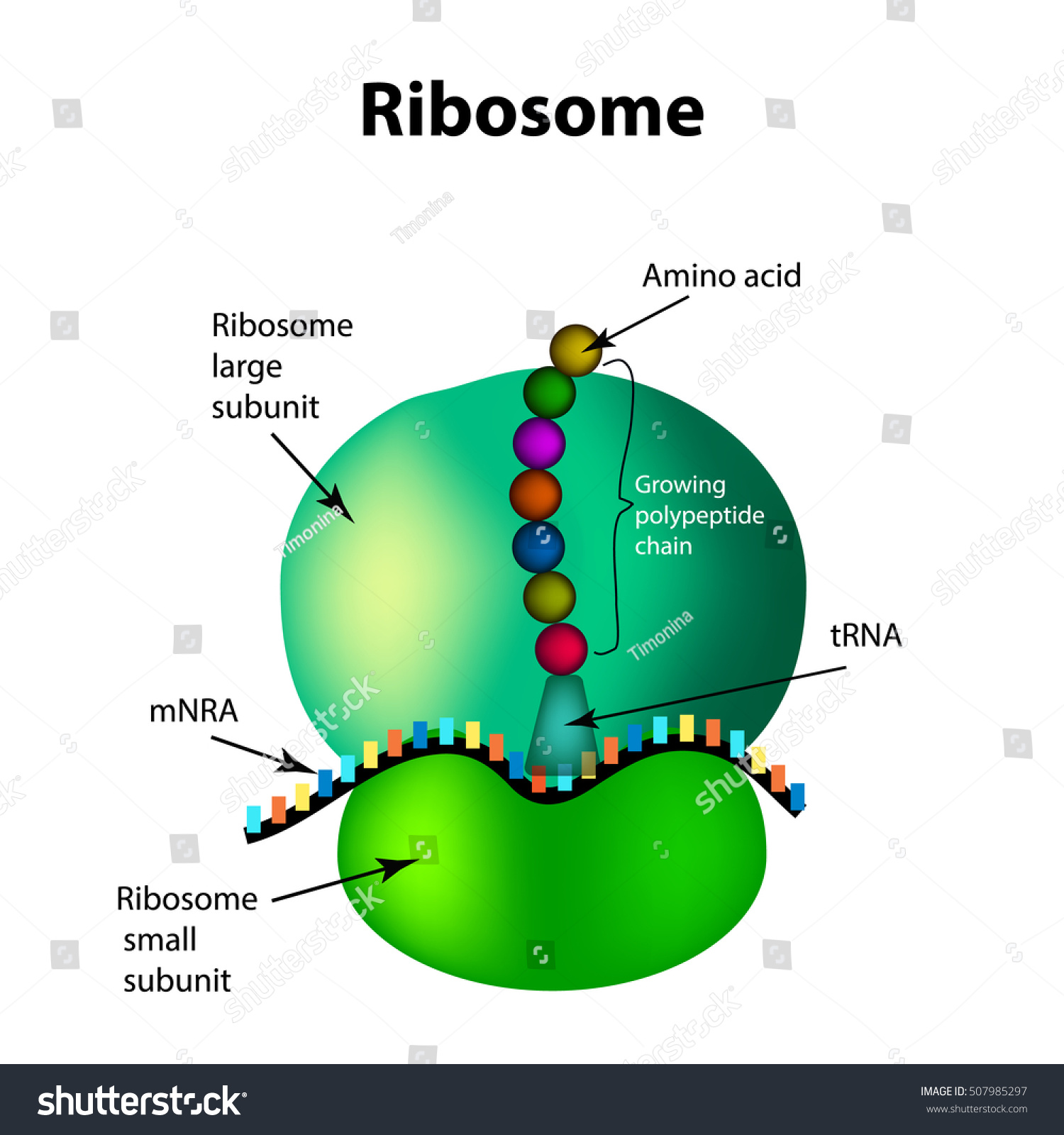 Structure Ribosome Infographics Vector Illustration On Stock Vector Royalty Free 507985297 4203