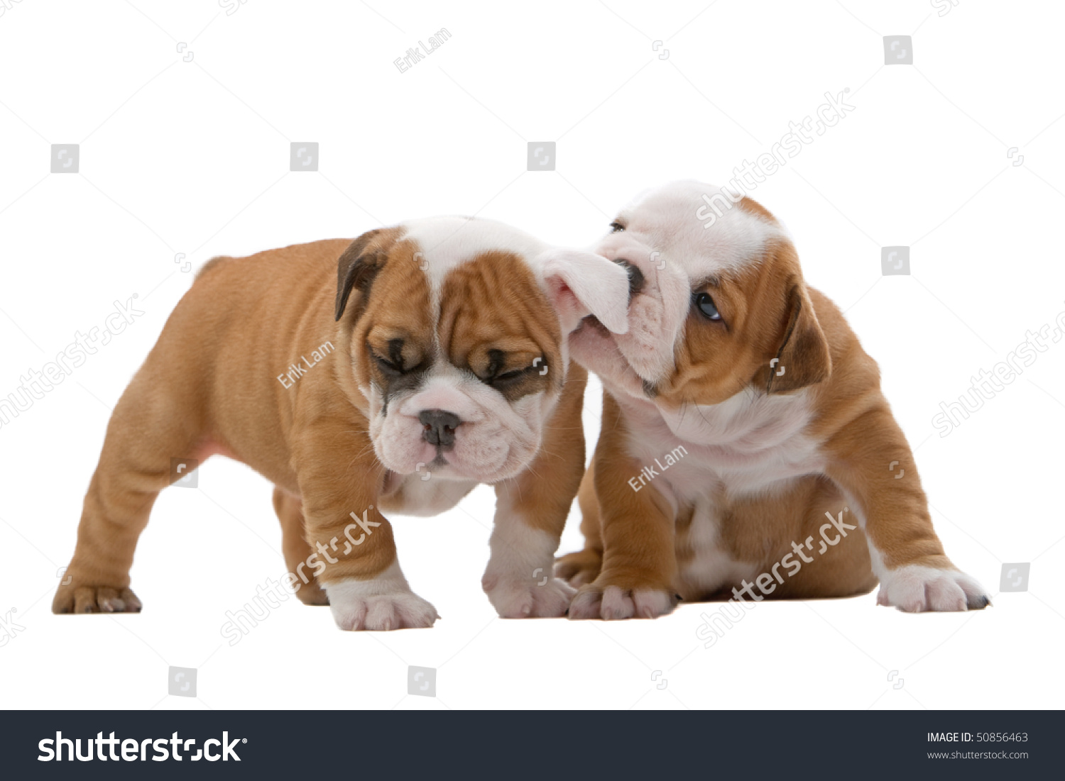 are bulldogs famous for cuddling