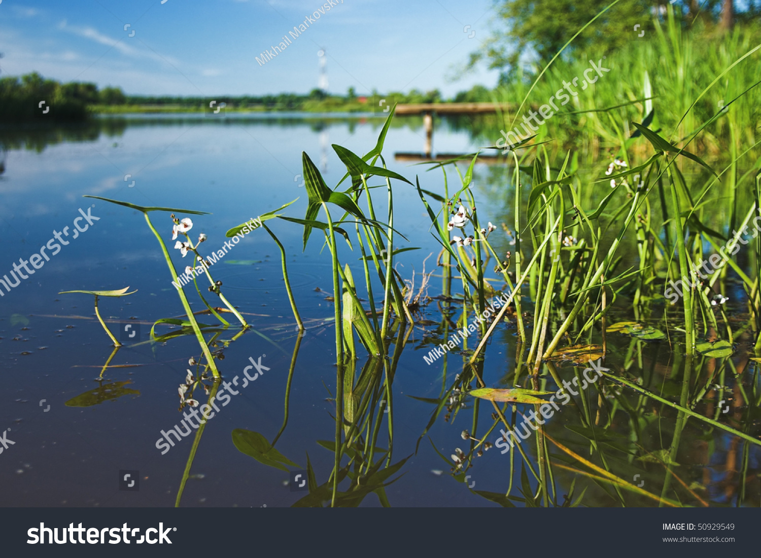 Растения волги. Прибрежно-водная растительность Волги. Водные растения на реке Волга. Прибрежные растения Волги. Прибрежная Флора Волги.