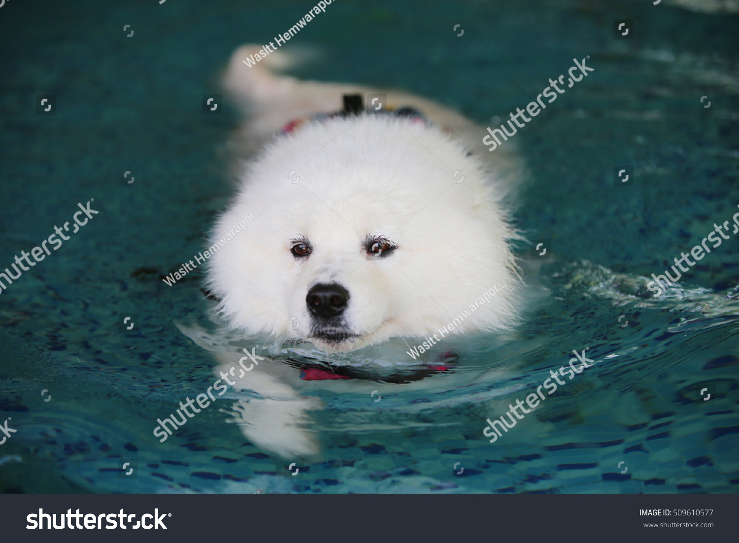 can samoyed swim