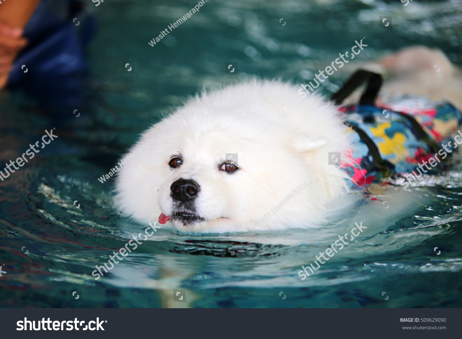 can samoyed swim