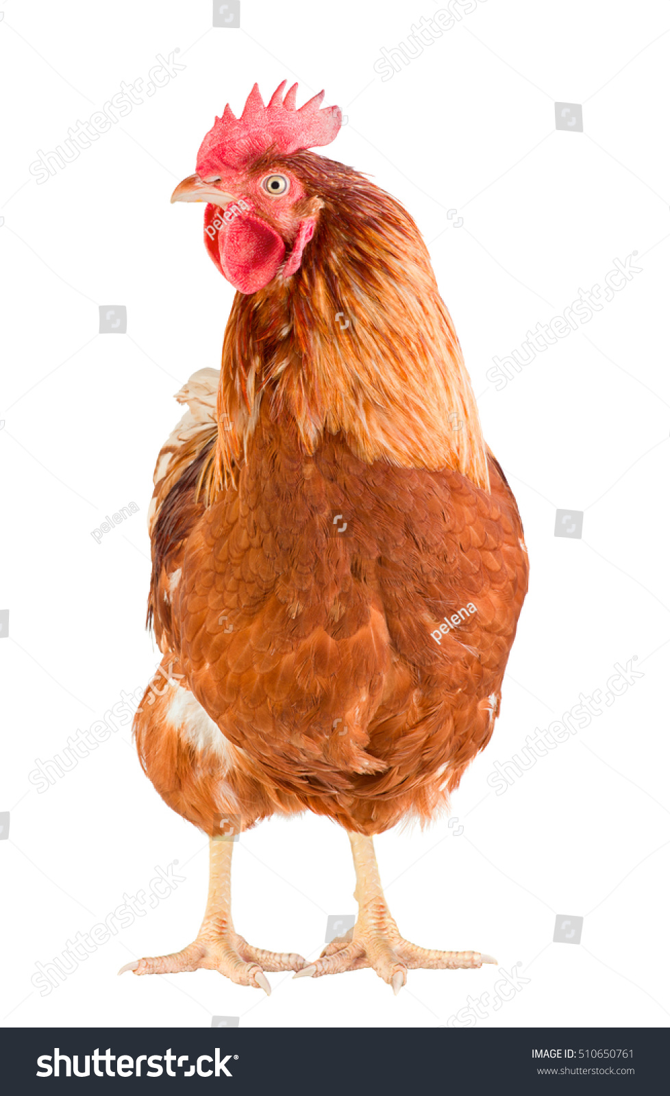 Young Brown Rooster Front View Isolated Stock Photo 510650761 ...