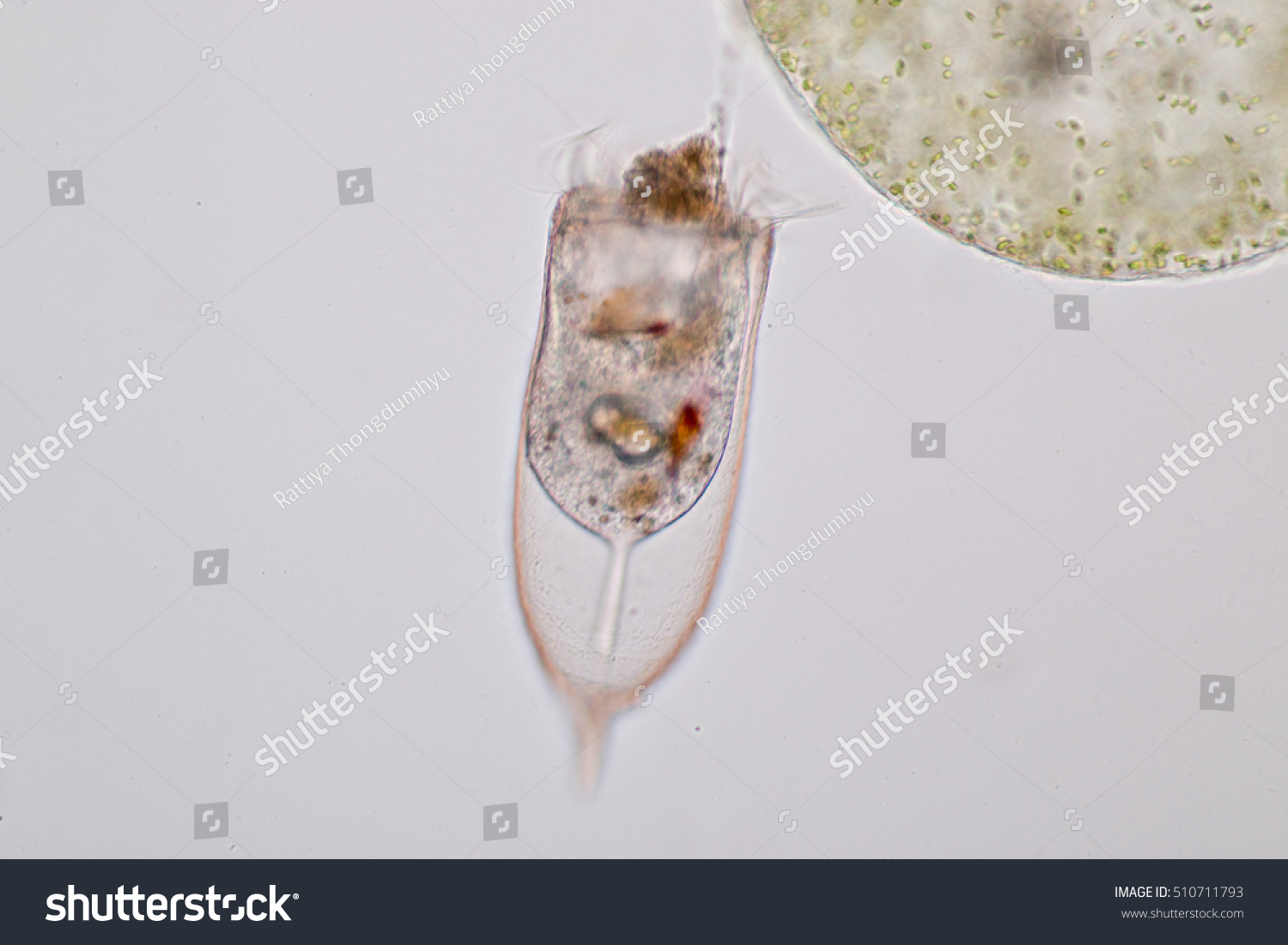 Tintinnid Marine Protozoa Under Microscope Stock Photo 510711793 ...