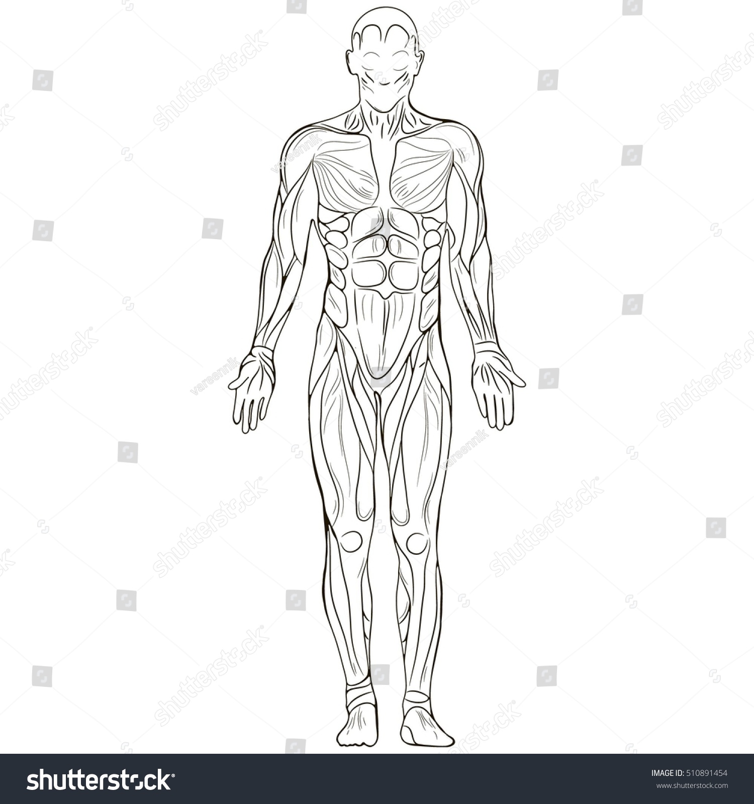 Тела анатомия без фона