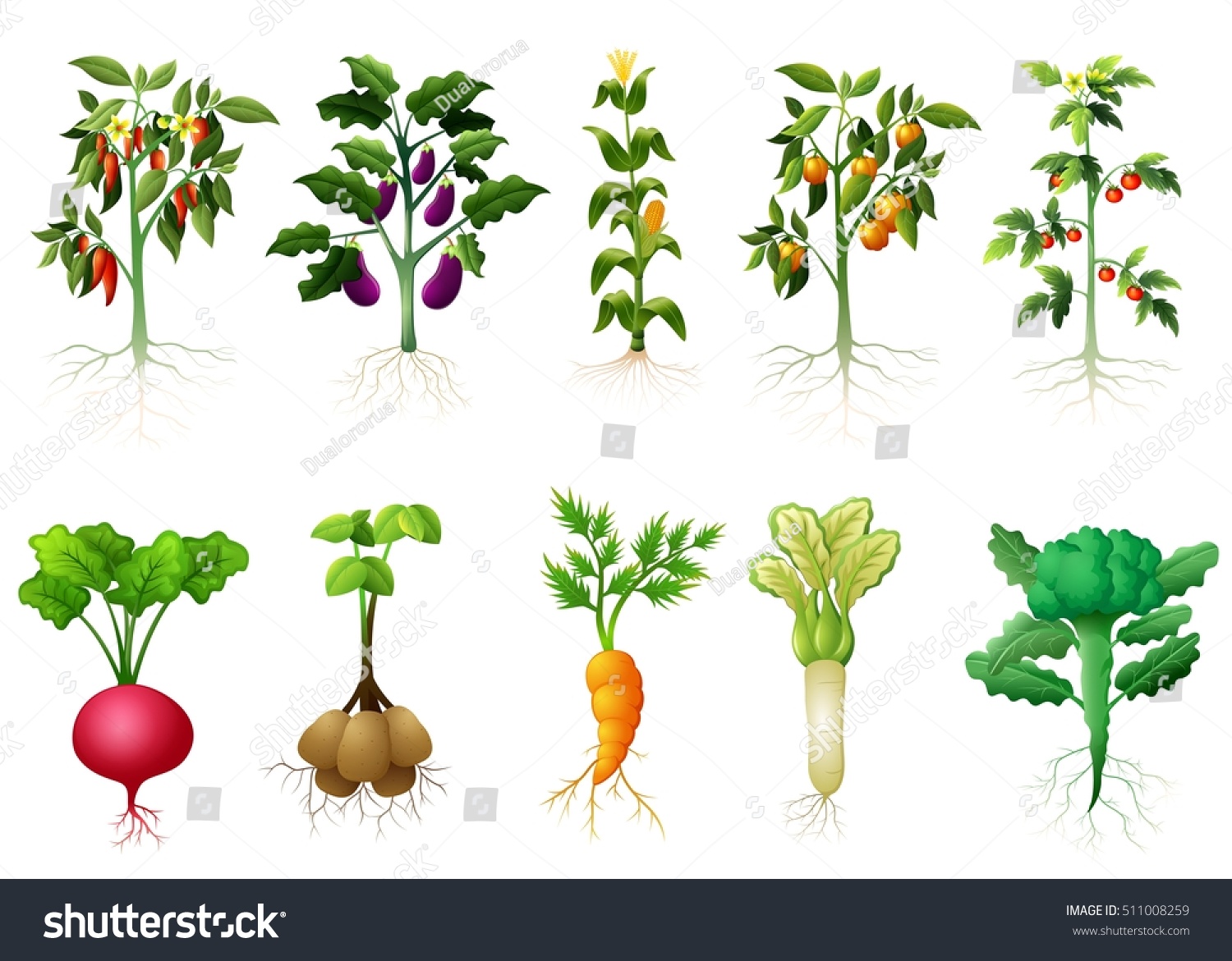 Надземные овощи