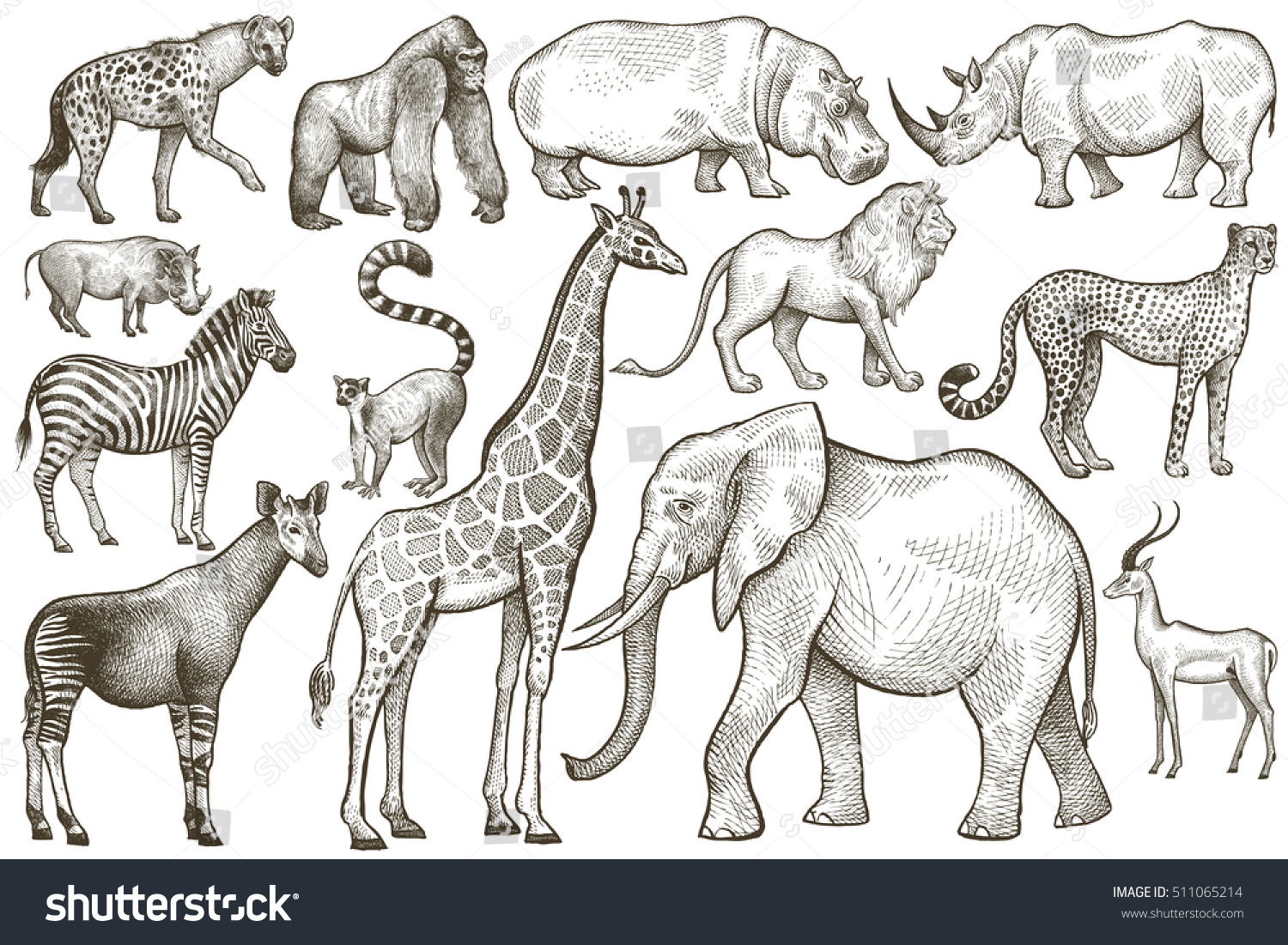 Африка слон Зебра Жираф Лев