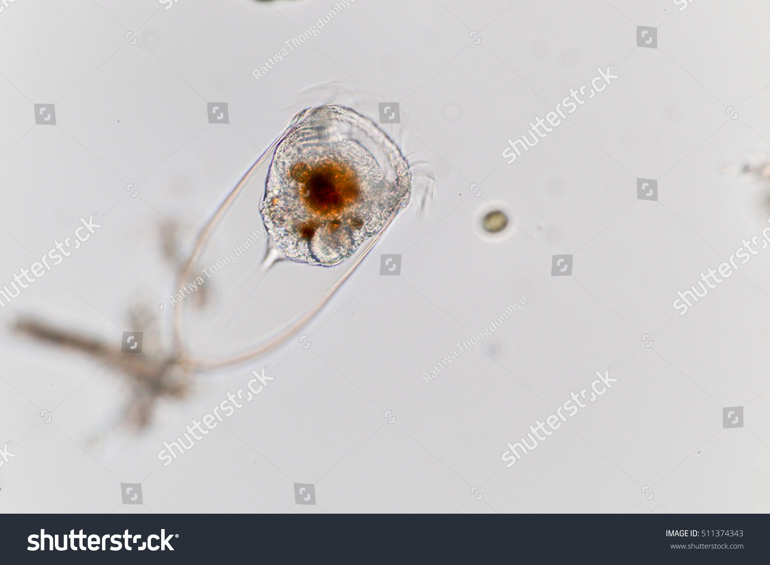 Tintinnid Marine Protozoa Under Microscope Stock Photo 511374343 