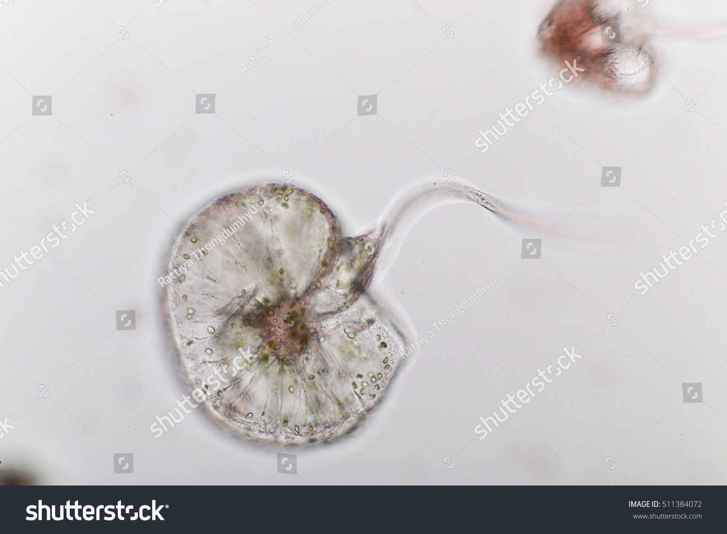 Noctiluca Dinoflagellate Marine Protozoa Under Microscope Stock Photo ...