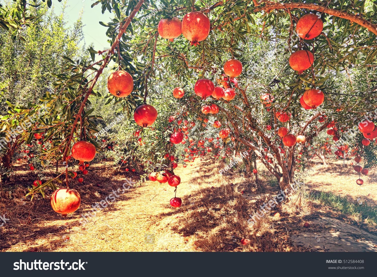 Гранат цимлянская. Хатай Турция плантации гранат. Punica granatum дерево. Гранат плантации. Гранат дерево Турции.