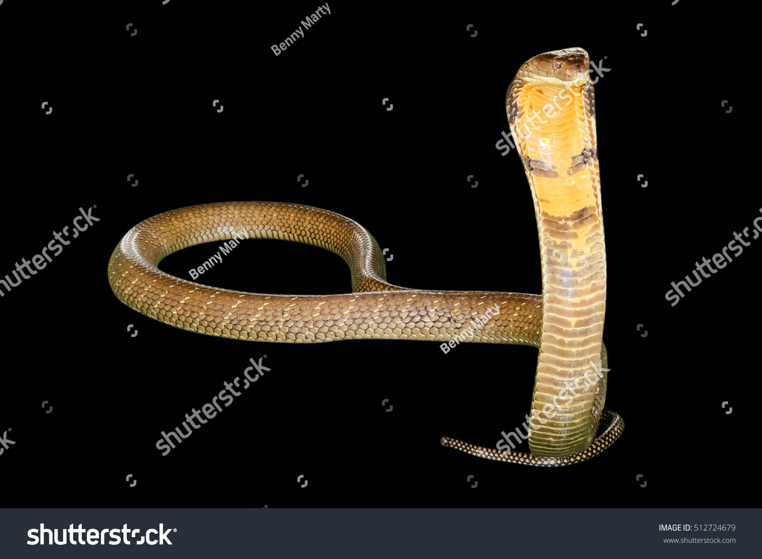 King Cobra Snake Ophiophagus Hannah Isolated Stock Photo 512724679 ...