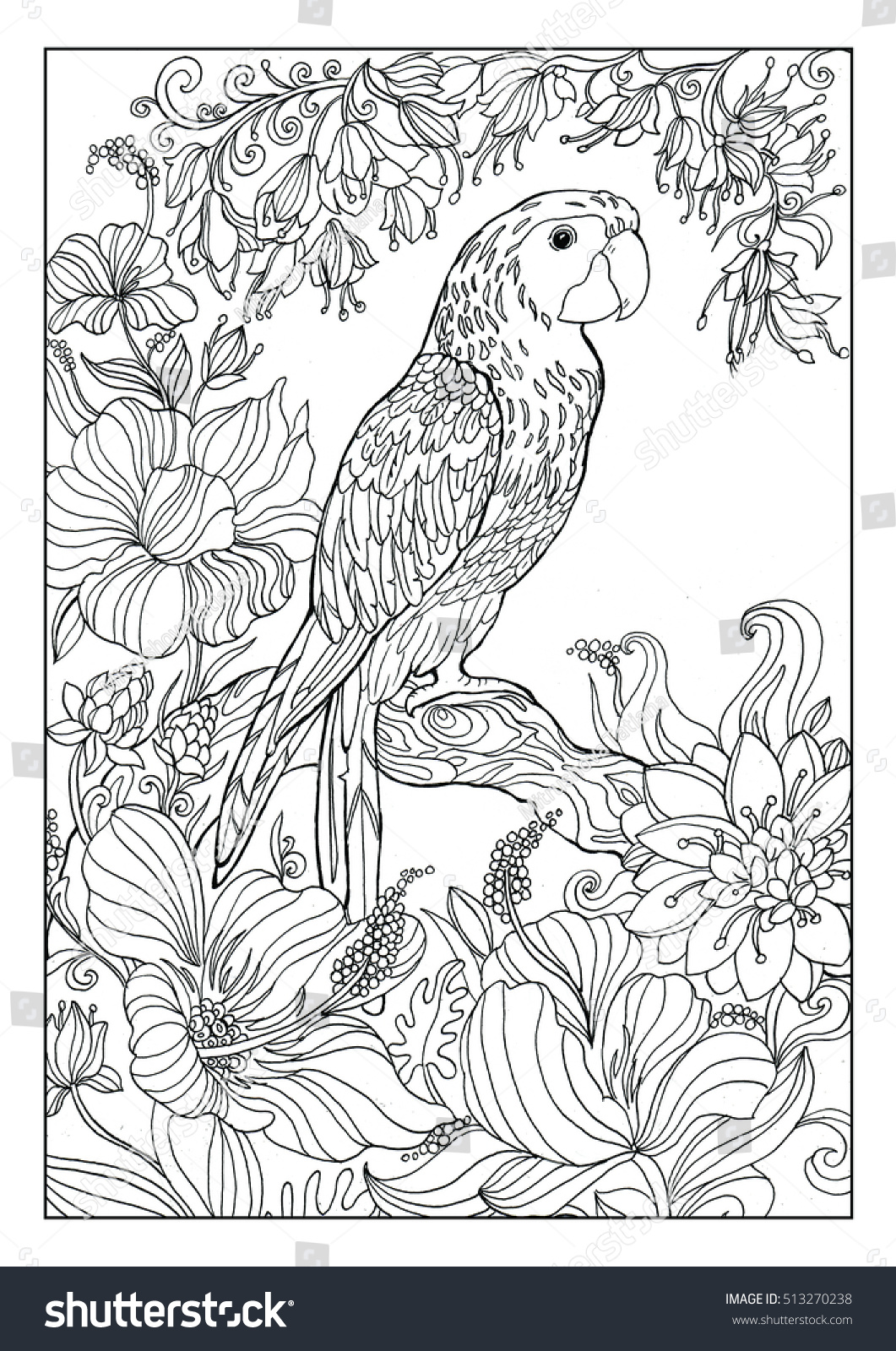 coloring pages of a parrot