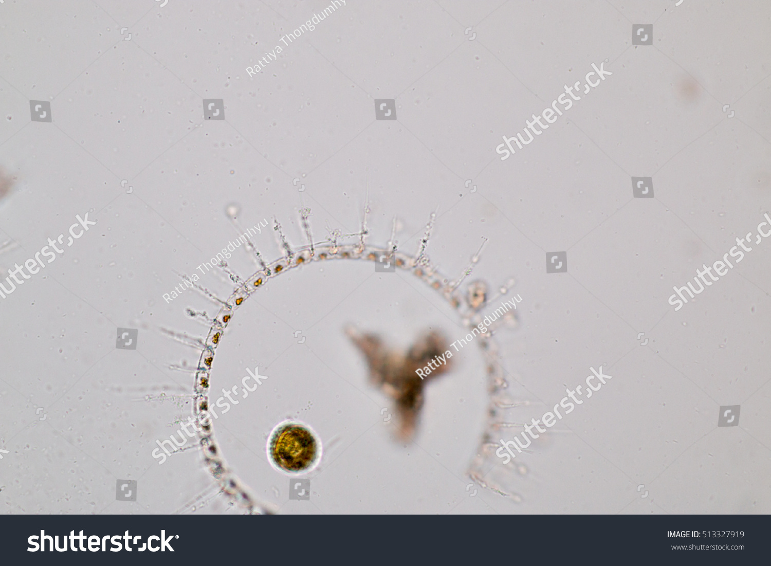 Diatom Under Microscope View Stock Photo 513327919 | Shutterstock