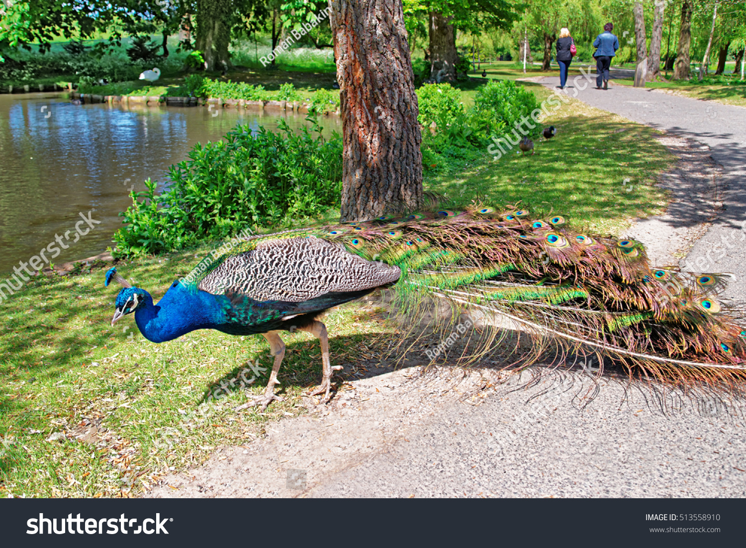 Beautiful Peacock Park Leeds Castle Kent Stock Photo 513558910