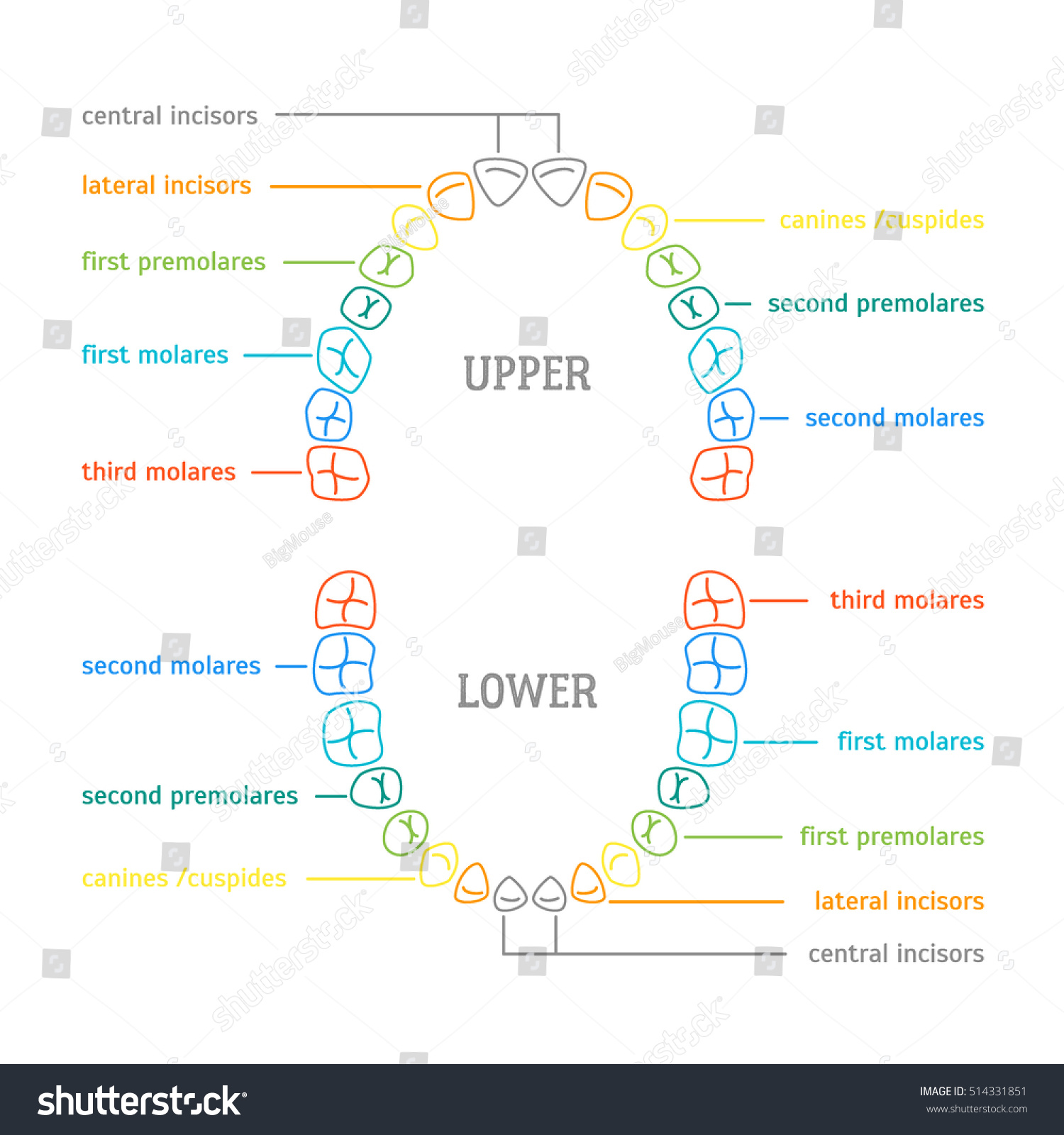 Human Tooth Thin Line Color Anatomy Stock Illustration 514331851 ...