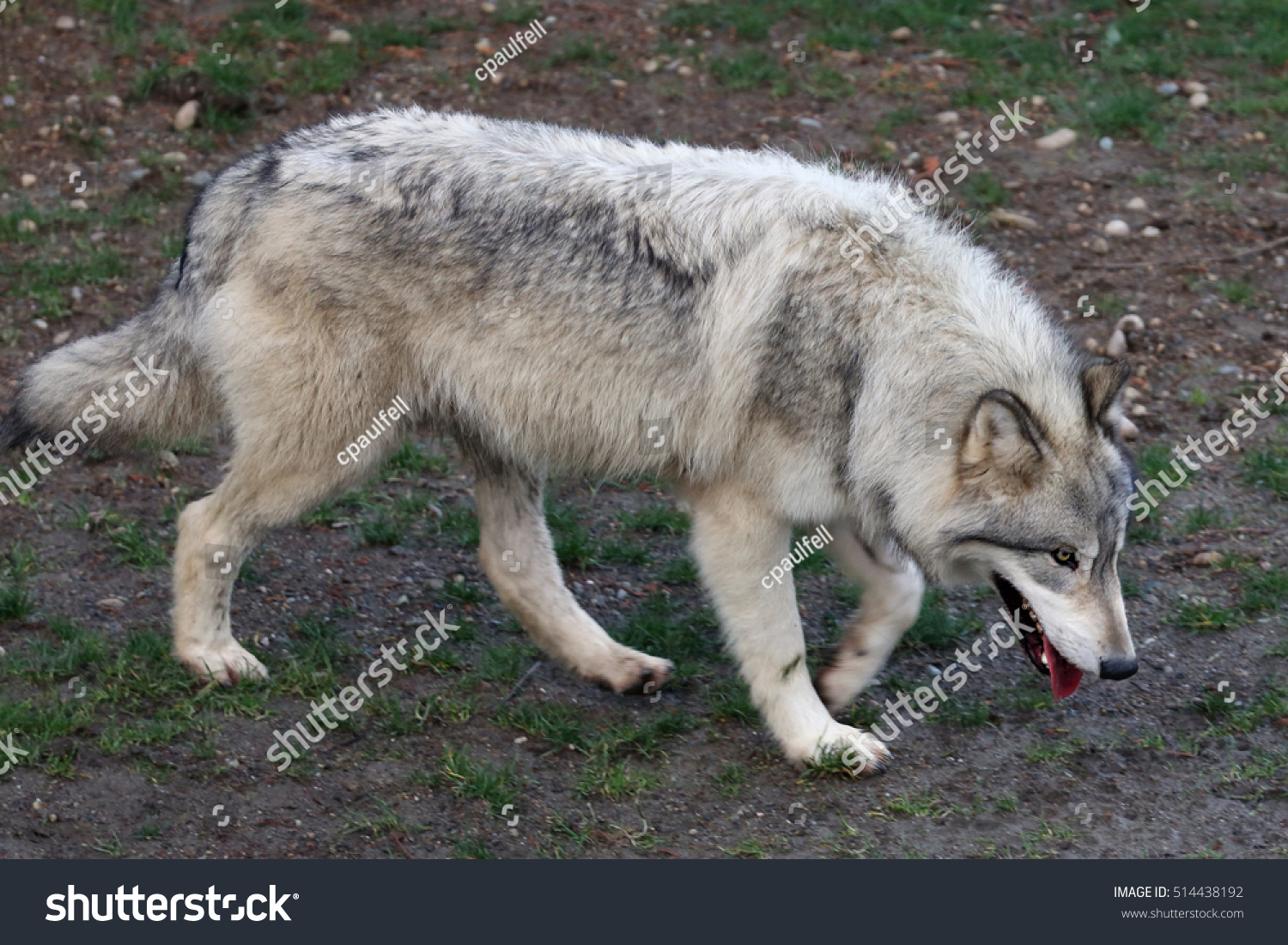 is a grey wolf the same as a timber wolf