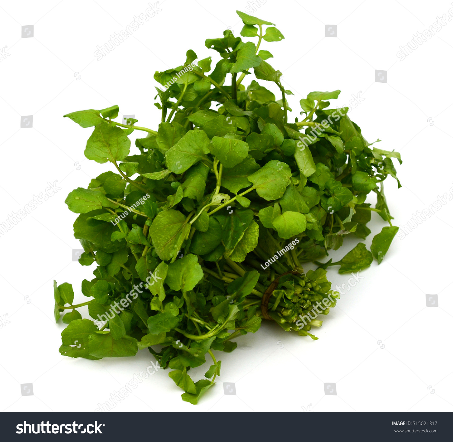 Fresh Watercress Leaves Isolated On White Stock Photo 515021317 ...