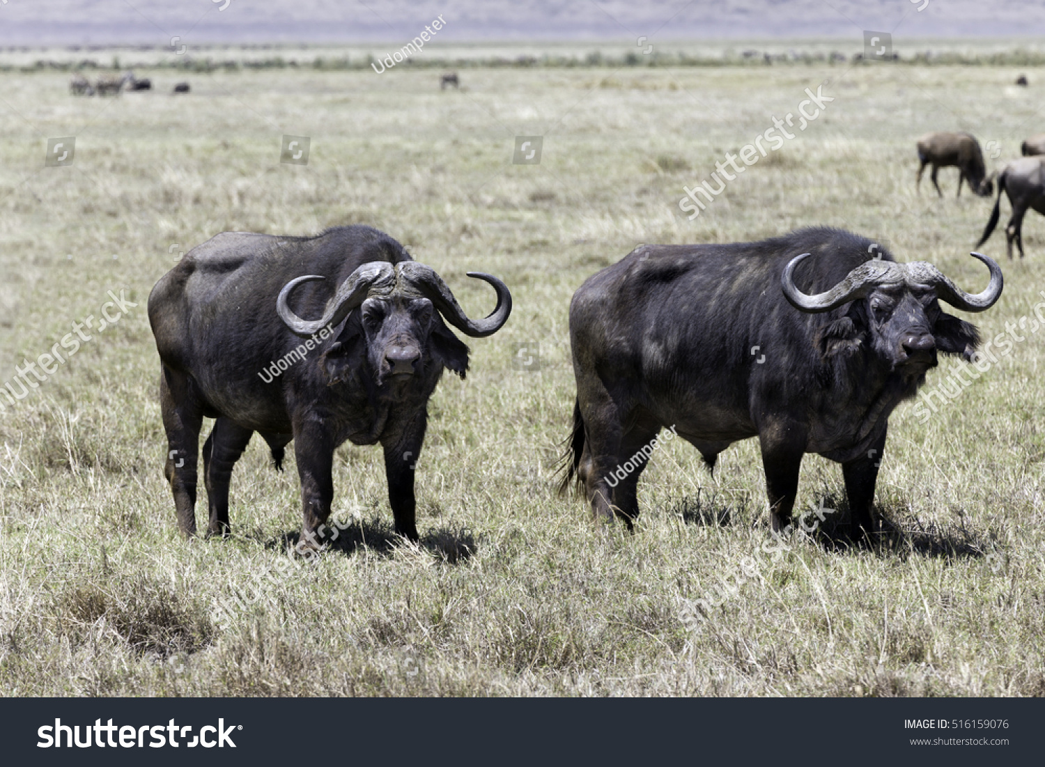 African Buffalo Herd Ngorongoro Crater Tanzania Stock Photo 516159076 ...