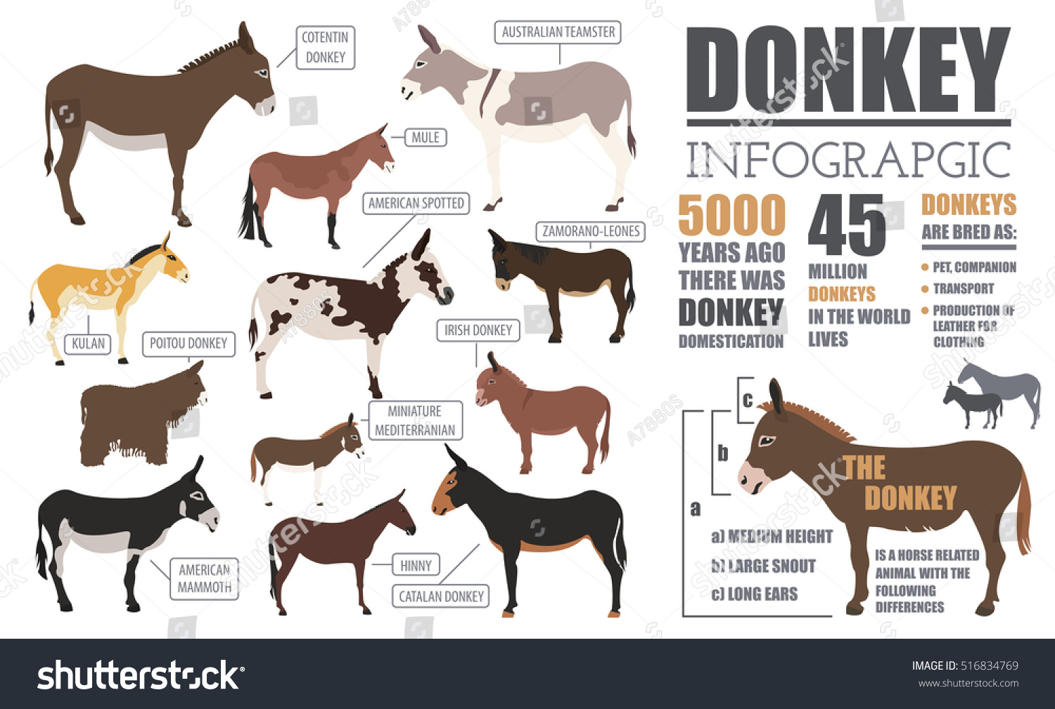 Donkey Breeds Infographic Template Animal Farming Stock Vector (Royalty ...