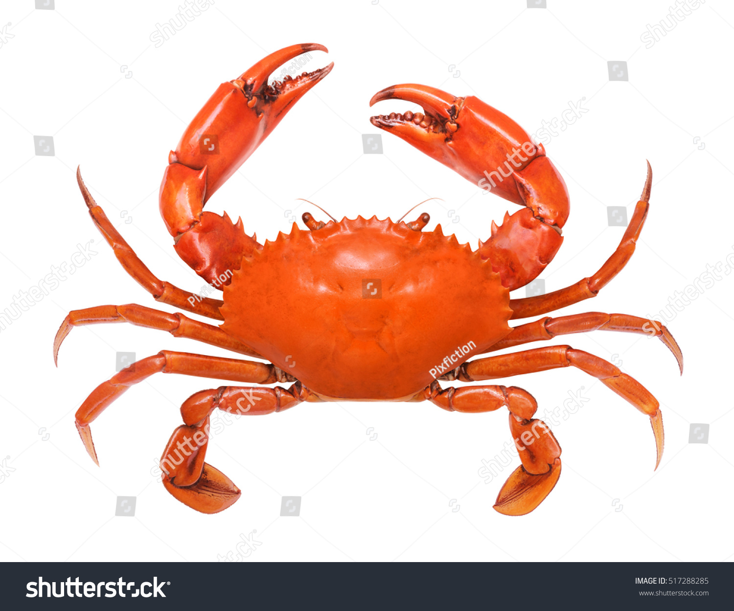 Crab Isolated On White Background Fresh Stock Photo 517288285 ...