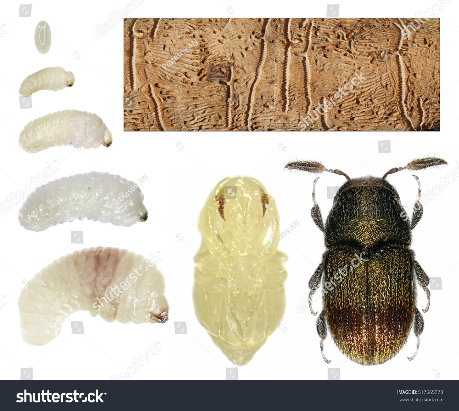 Development Stages Bark Beetle Phloeotribus Scarabaeoides Stock Photo ...