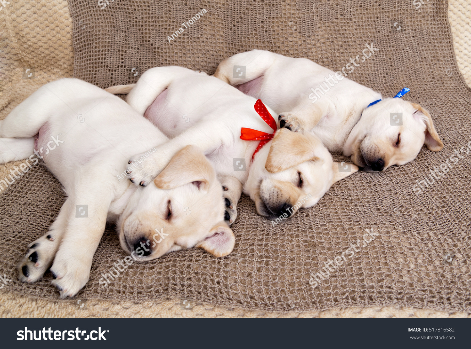 Three Labrador Puppies Sleeping Together Embrace Stock Photo 517816582 ...