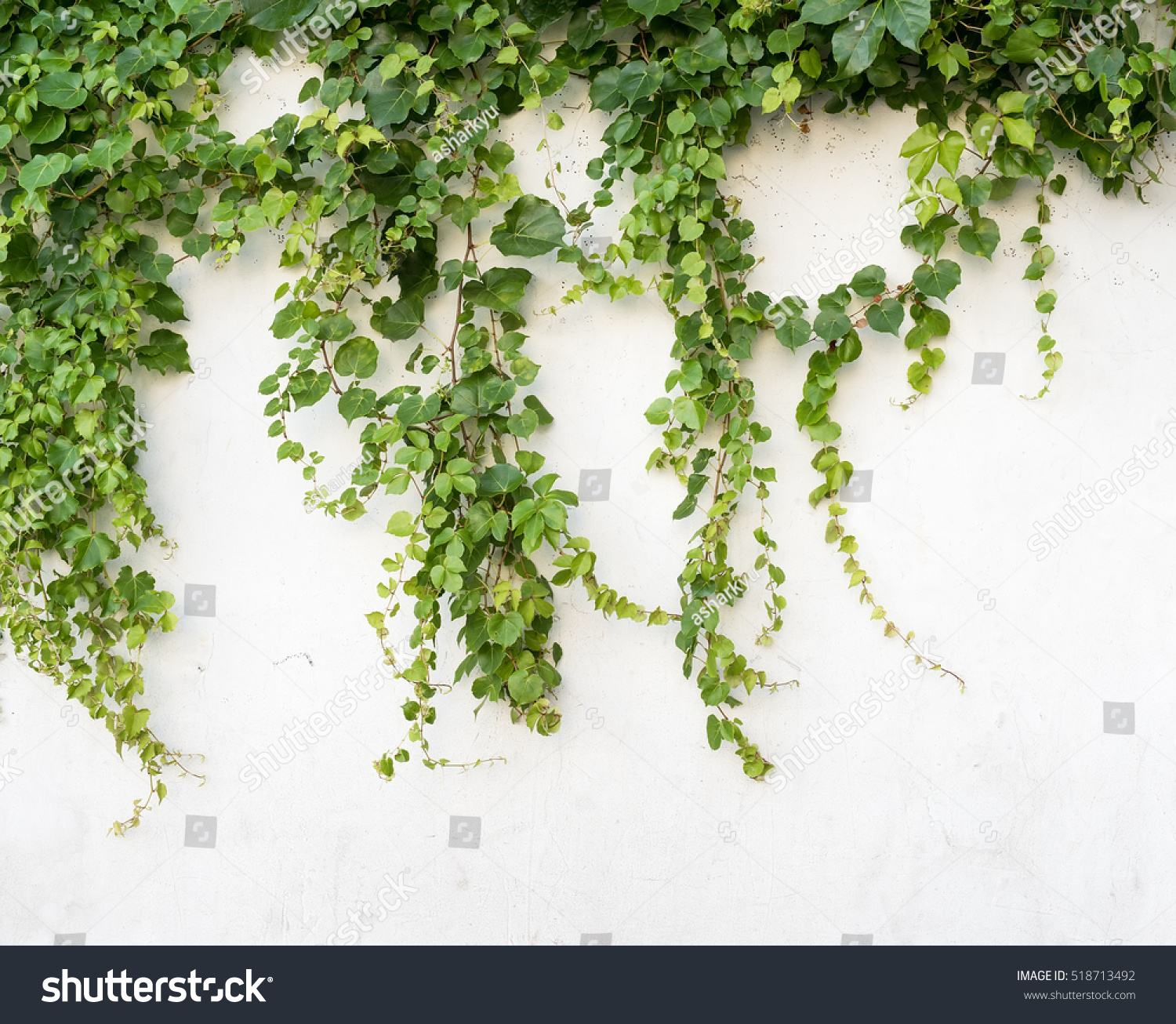 Ivy Leaves Isolated On White Background Stock Photo 518713492 ...