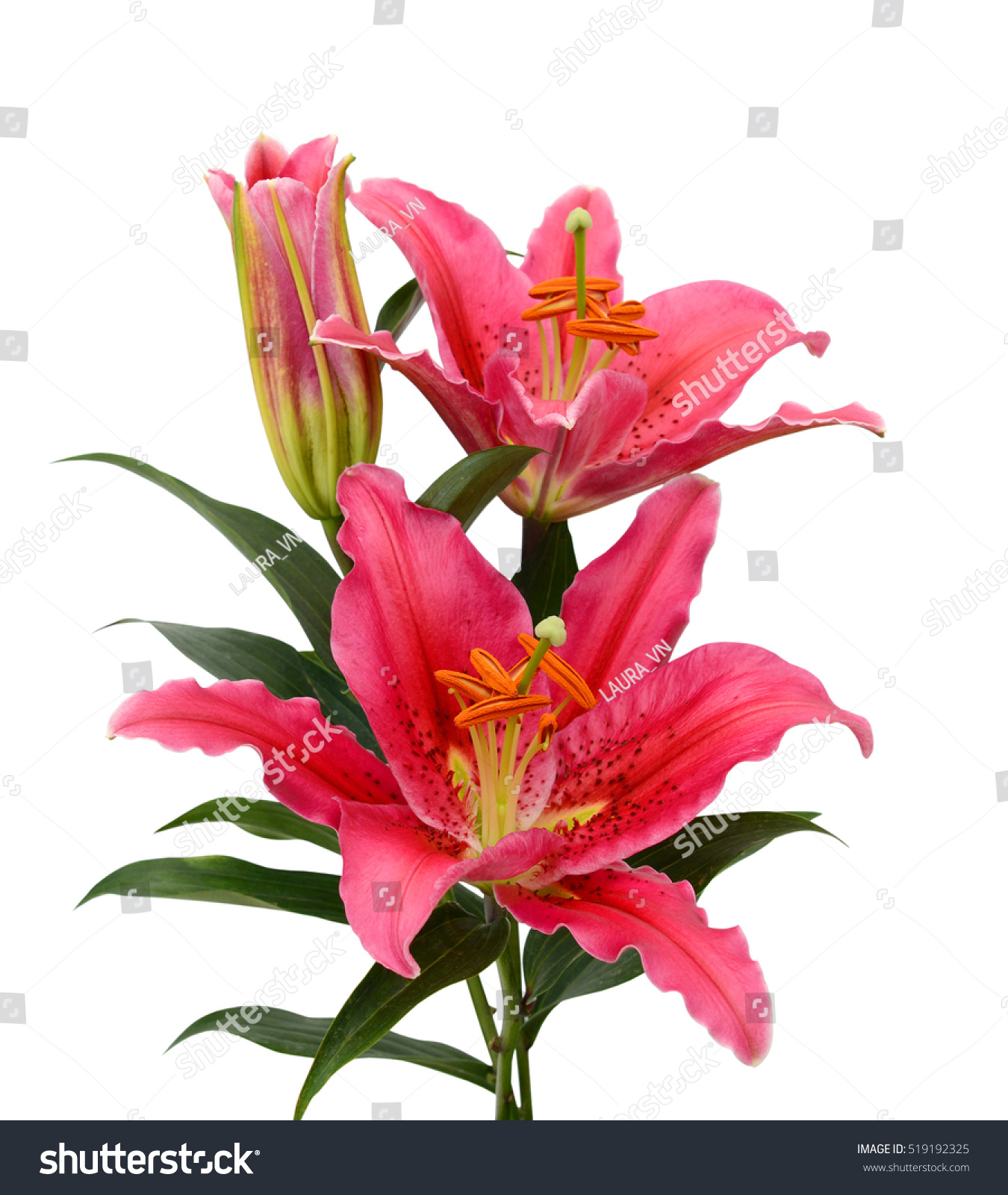 Beautiful Lily Flower Bouquet Isolated On Stock Photo 519192325 ...