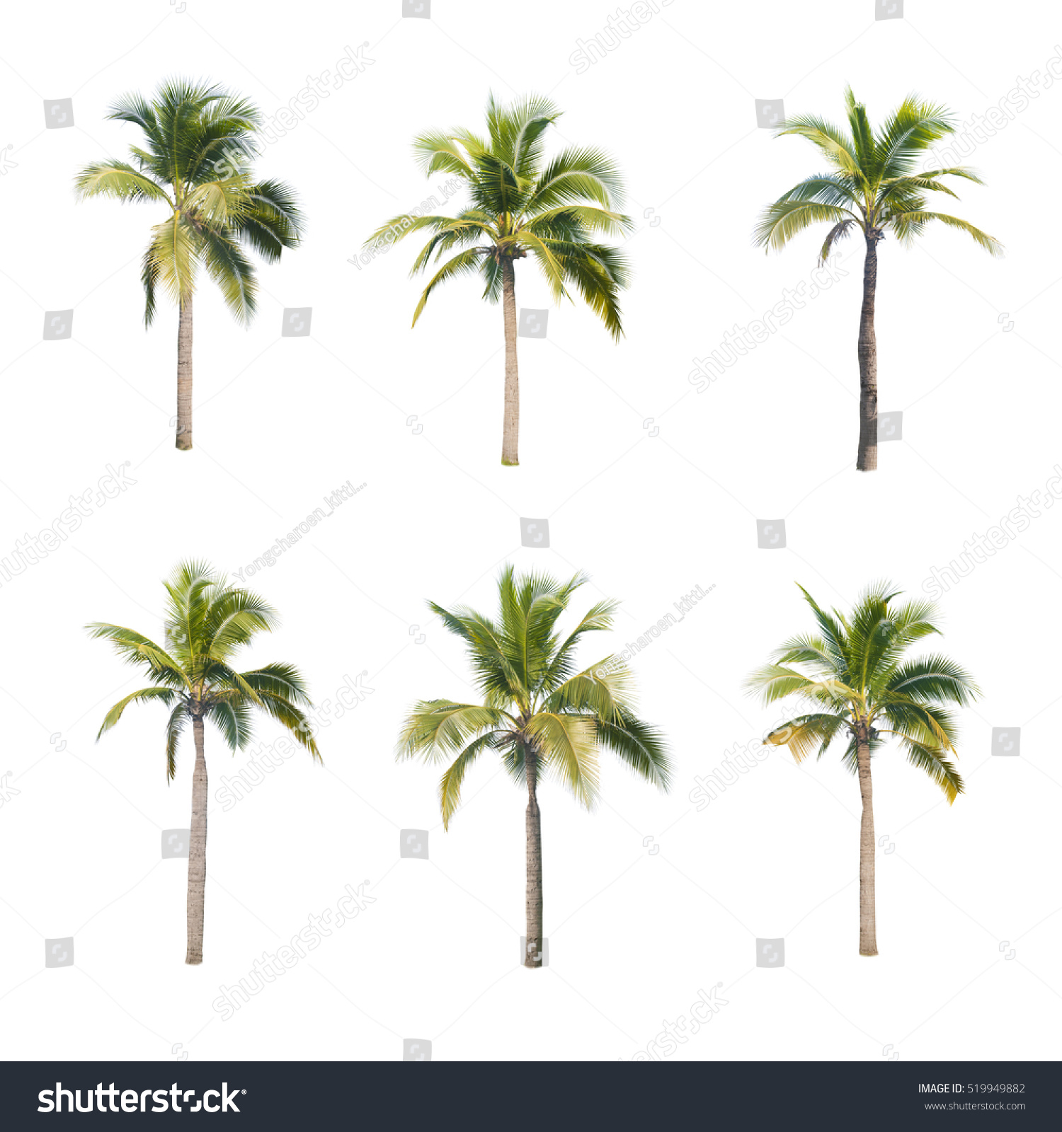 Coconut Trees On White Background Stock Photo 519949882 | Shutterstock
