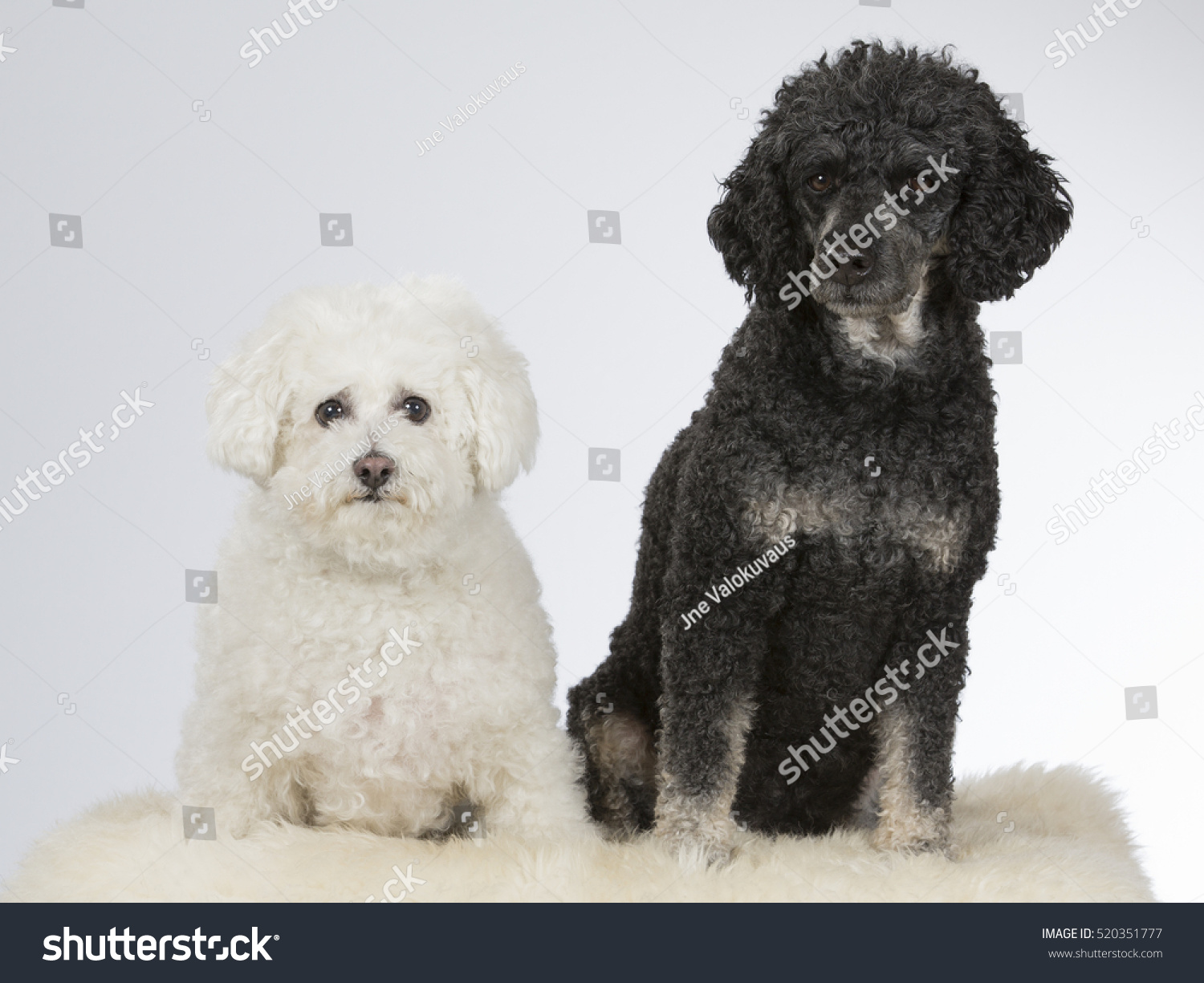 Two Best Friends Dogs Posing Studio Stock Photo 520351777 | Shutterstock