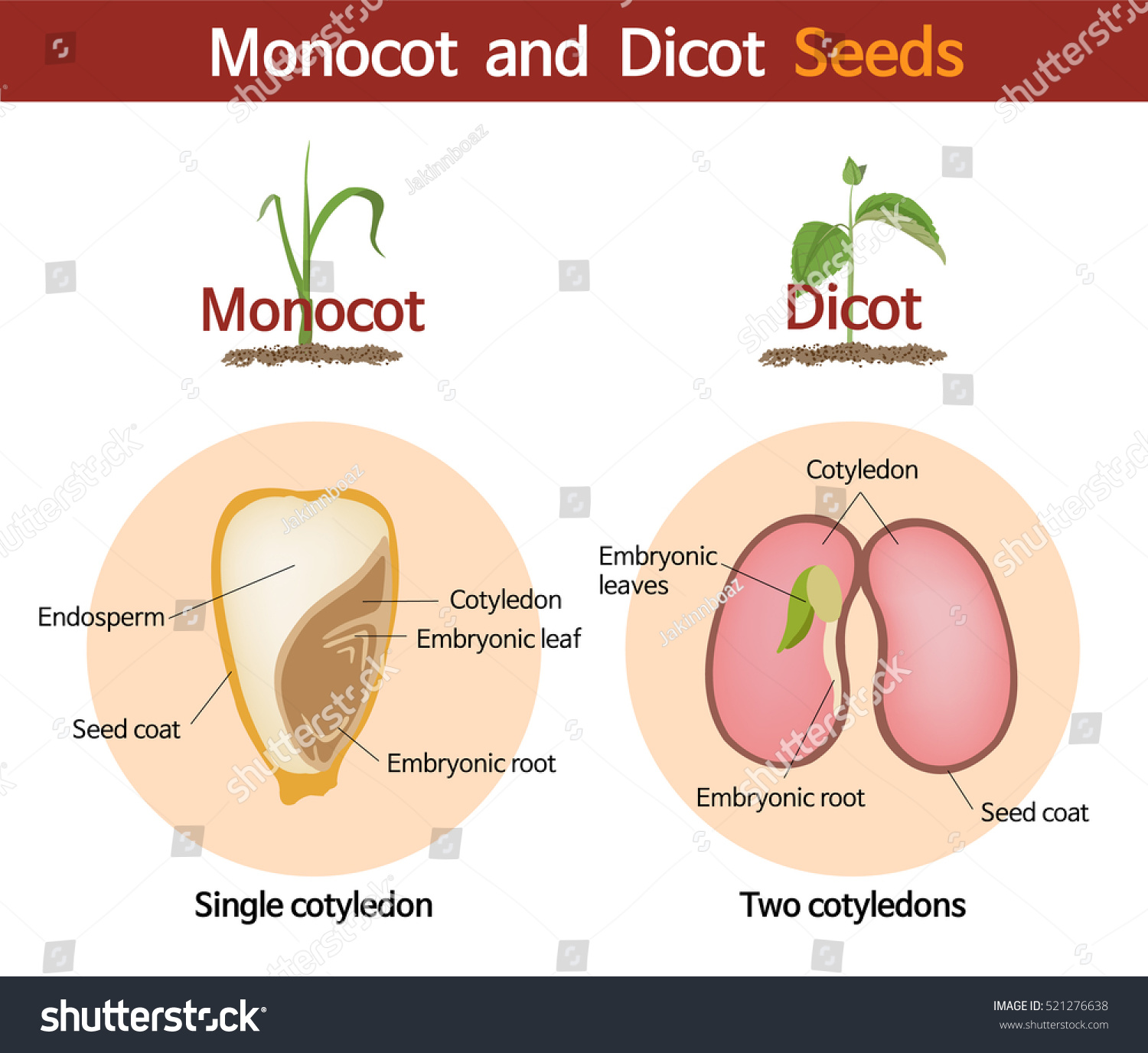 Monocot and dicot Seed