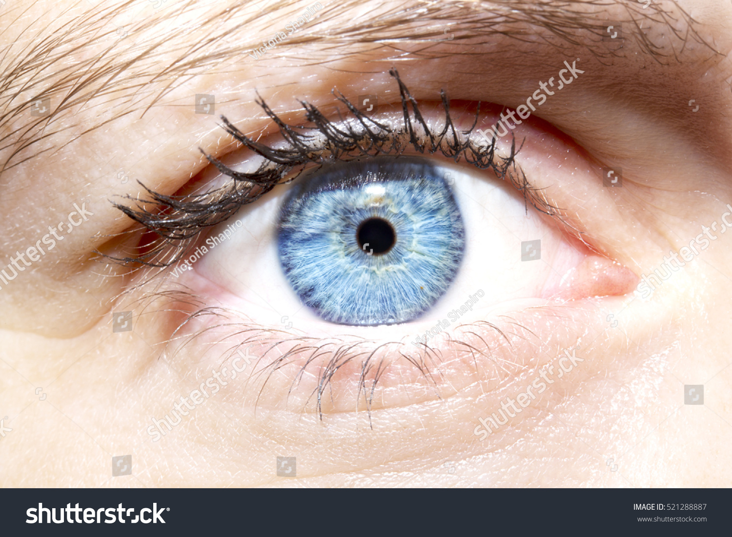 beautiful blue eye images only