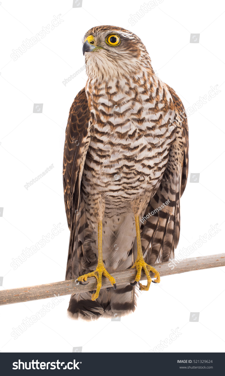 Falcon Isolated On White Background Stock Photo 521329624 | Shutterstock