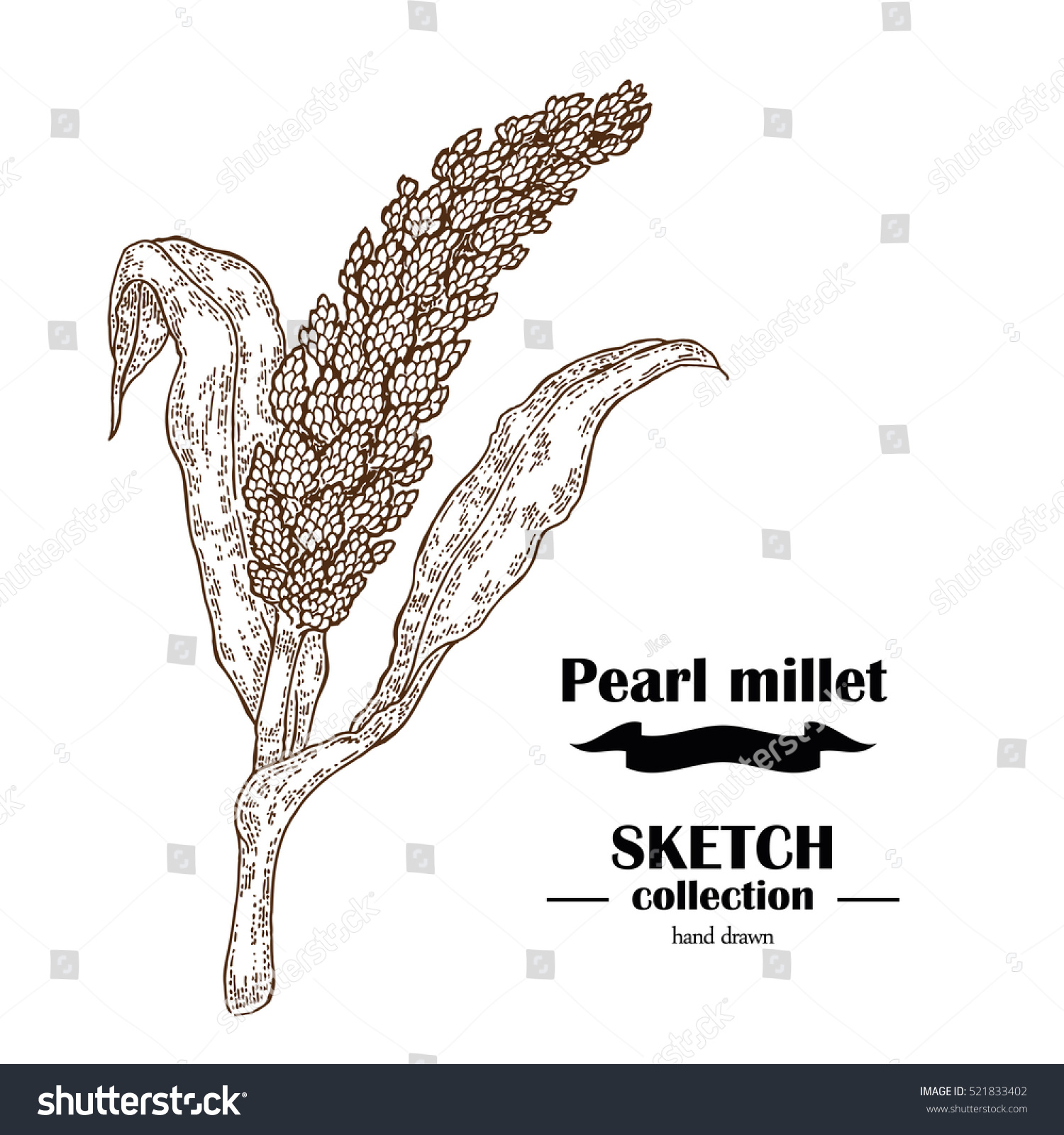 Pearl Millet Sketch Hand Drawn Cereal Stock Vector (Royalty Free ...