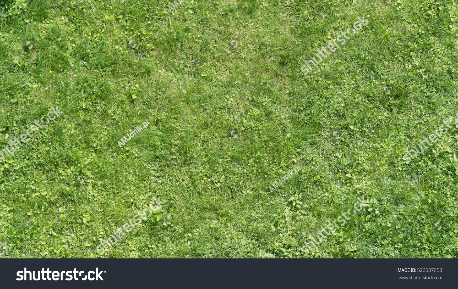 Uniform Grass Clovers Top Down View Stock Photo 522087058 | Shutterstock