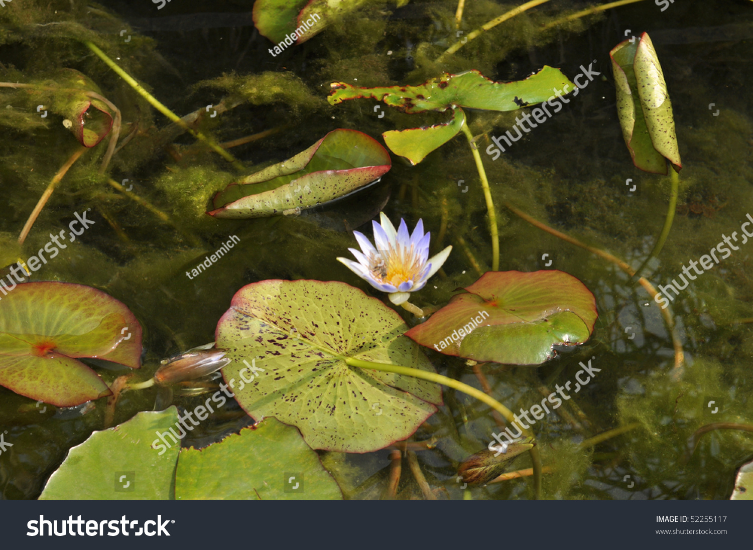 blue-lotus-symbol-egypt-stock-photo-52255117-shutterstock