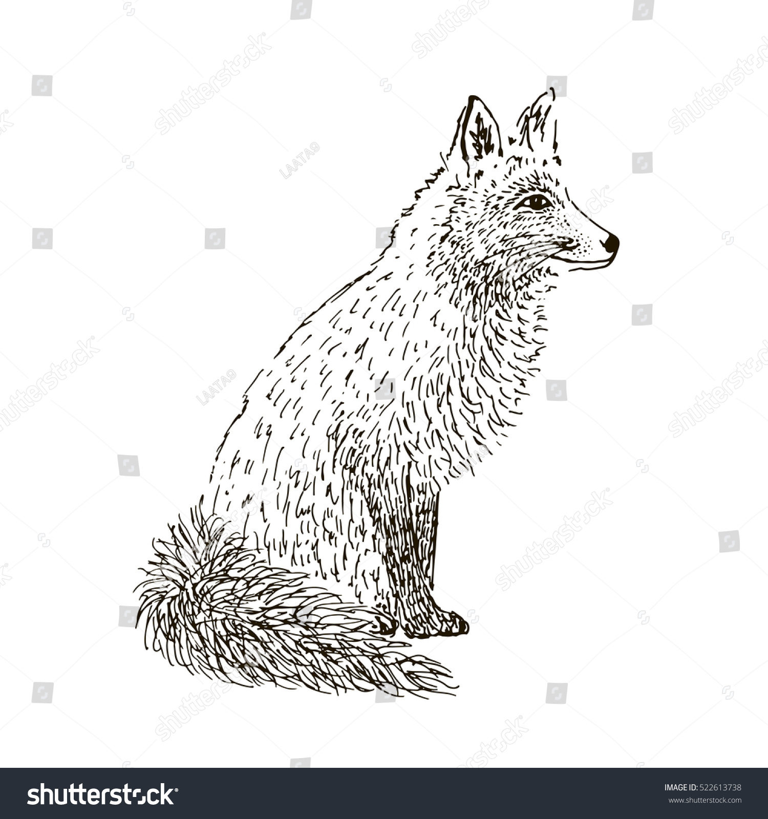 Fox Sketch Hand Drawn Vector Illustration Stock Vector (royalty Free 