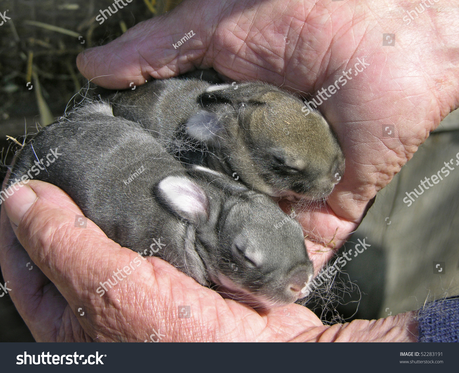 Только родившиеся кролики