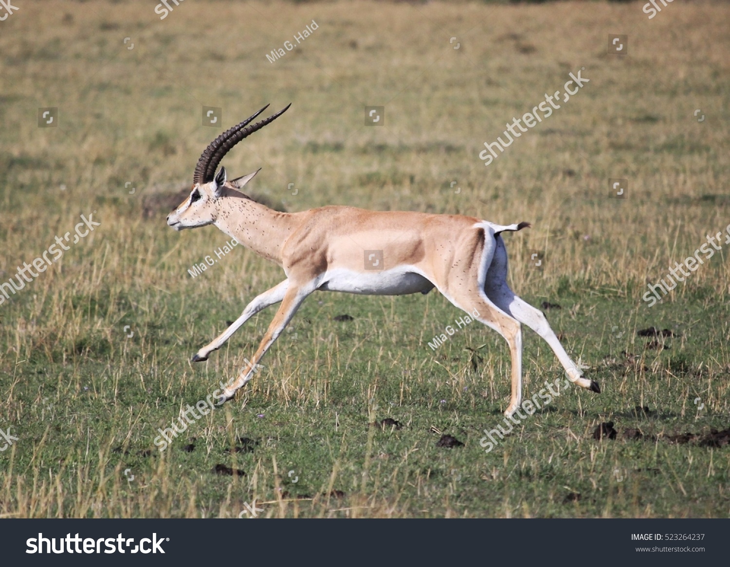 grants gazelle