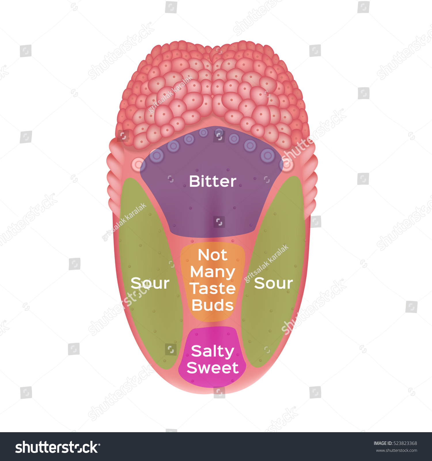 Вкус умами. Taste areas. Tongue areas of taste. Tongue Sweet, Bitter. The four flavors of the tongue.