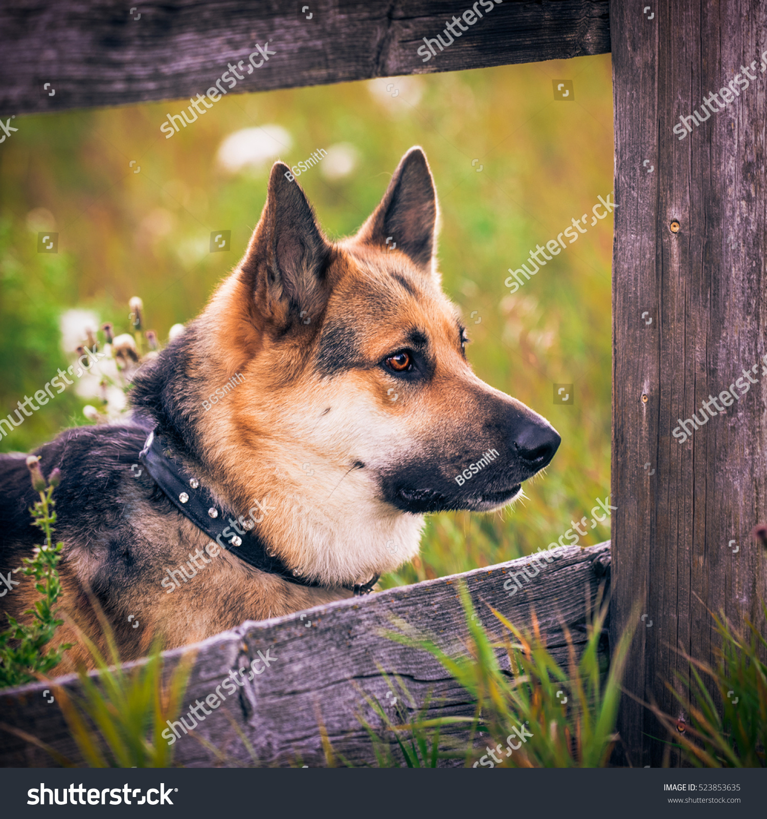 how big do german shepherd malamute mix get