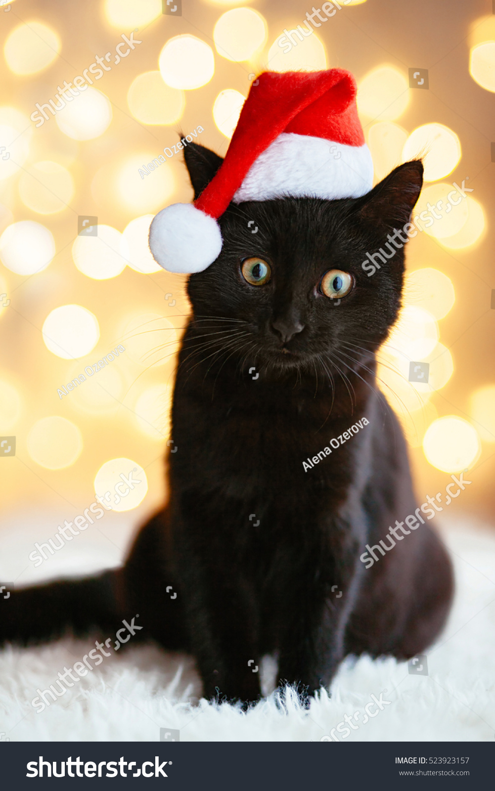 black cat in santa hat