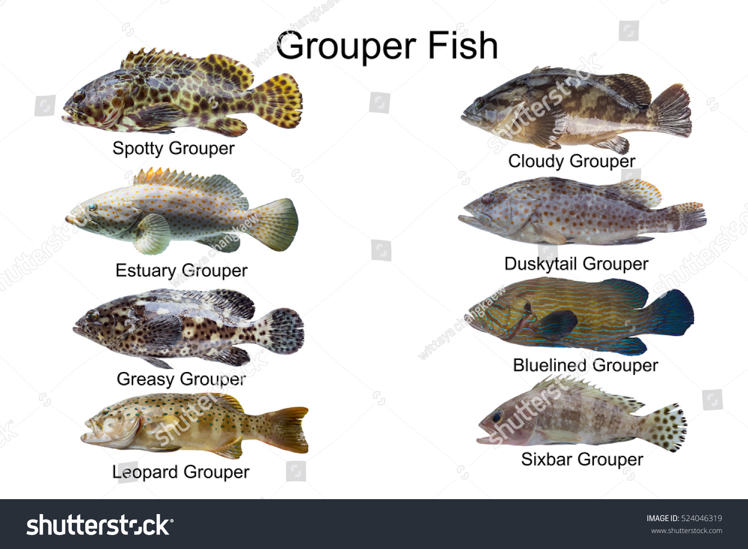 Fishing перевод на русский. Fish перевести на русский. Grouper перевод на русский.