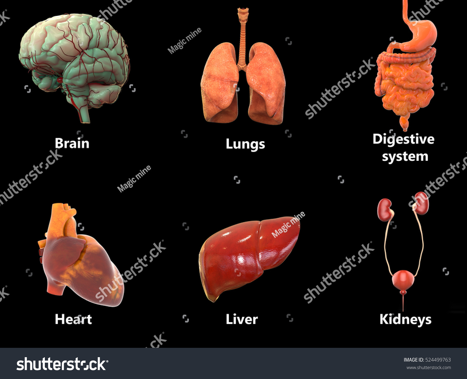 Human Body Organs Anatomy Brain Lungs Stock Illustration 524499763 ...