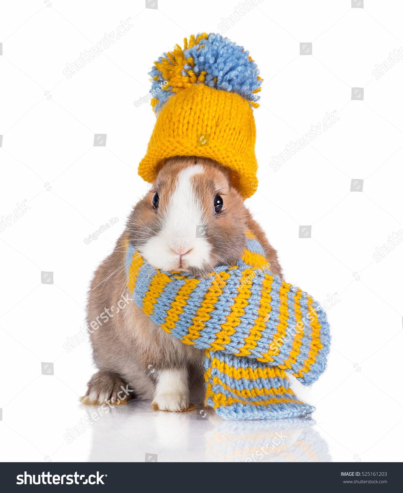 rabbit with hat