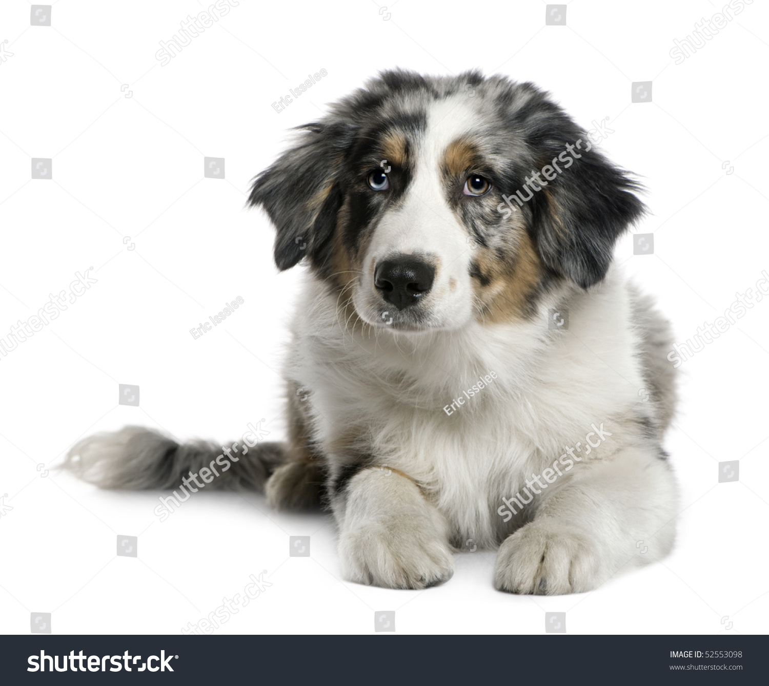 Australian Shepherd Puppy 4 Months Old Stock Photo 52553098 | Shutterstock