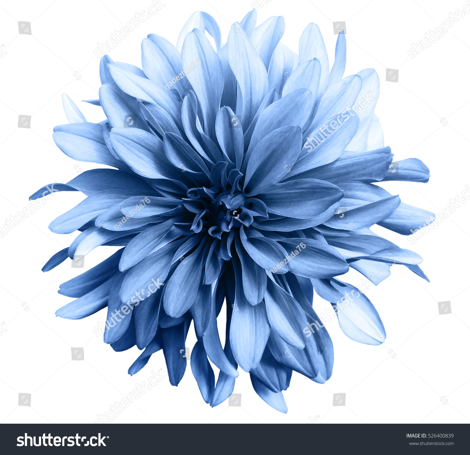 Light Blue Flower On White Background Stock Photo 526400839 | Shutterstock
