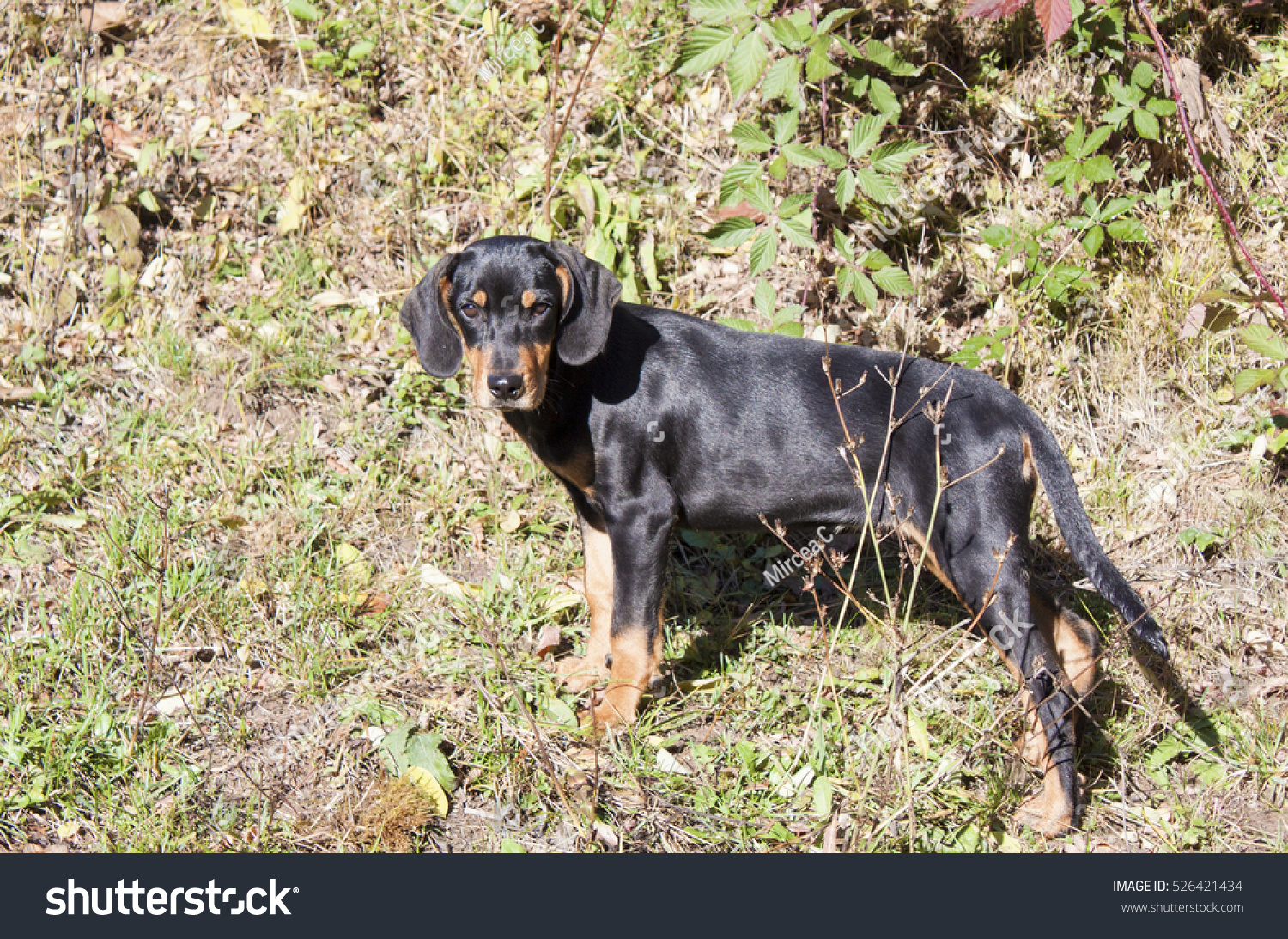 Purebred Transylvanian Hound Puppy Stock Photo 526421434 | Shutterstock